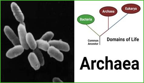 What is so special about the archaea domain?